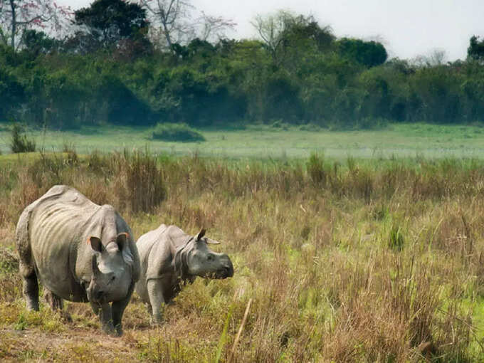 काजीरंगा राष्ट्रीय उद्यान, असम - Kaziranga National Park, Assam