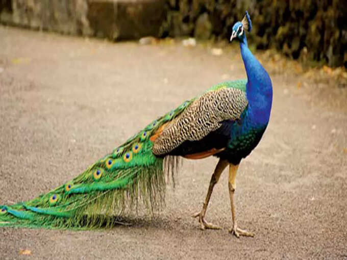 कान्हा राष्ट्रीय उद्यान, मध्य प्रदेश - Kanha National Park, Madhya Pradesh