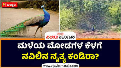 ಮಳೆಯ ಮೋಡಗಳ ಕೆಳಗೆ ನವಿಲಿನ ನೃತ್ಯ: ಪ್ರಾಣಿಪ್ರೀಯರ ಮೊಬೈಲ್‌ನಲ್ಲಿ ಸೆರೆಯಾಯ್ತು ಆಹ್ಲಾದಕರ ದೃಶ್ಯ