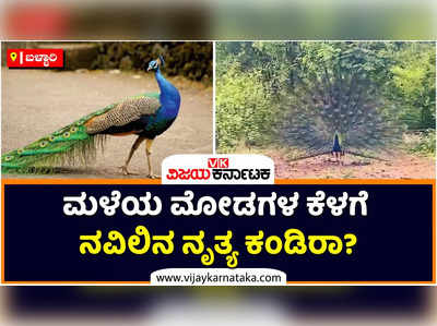 ಮಳೆಯ ಮೋಡಗಳ ಕೆಳಗೆ ನವಿಲಿನ ನೃತ್ಯ: ಪ್ರಾಣಿಪ್ರೀಯರ ಮೊಬೈಲ್‌ನಲ್ಲಿ ಸೆರೆಯಾಯ್ತು ಆಹ್ಲಾದಕರ ದೃಶ್ಯ