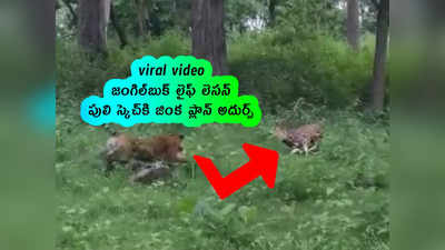 viral video: జంగిల్‌బుక్ లైఫ్ లెసన్.. పులి స్కెచ్‌కి జింక ప్లాన్ అదుర్స్