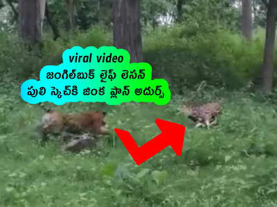 viral video: జంగిల్‌బుక్ లైఫ్ లెసన్.. పులి స్కెచ్‌కి జింక ప్లాన్ అదుర్స్