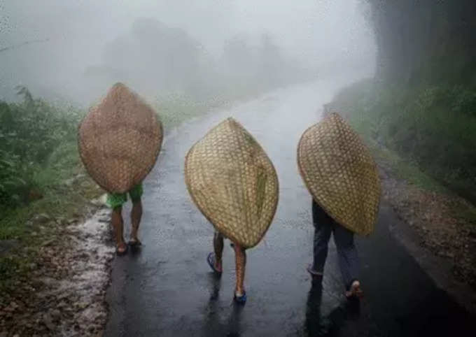 बांबूच्या छत्र्या