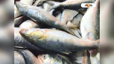 Hilsa Fish Price: বর্ষার শুরুতেই বাঙালির পাতে ইলিশ! রবিবার থেকেই রুপোলি শস্য কলকাতায়, দাম কত?