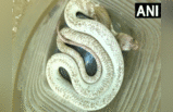 White cobra : तमिलनाडु के कोयंबटूर में नजर आया दुर्लभ सफेद कोबरा, जानें क्यों रेयर है वॉइट कोबरा, देखें तस्वीरें