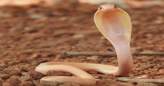 White cobra