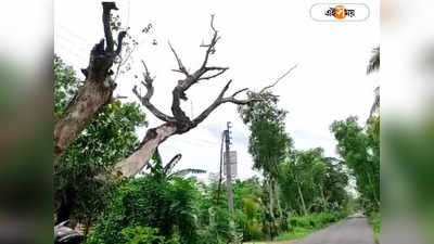 রাস্তার ধারে বিপজ্জনক অবস্থায় দাঁড়িয়ে মরা গাছ! আতঙ্কে দিন কাটছে মহিষাদলের বাসিন্দাদের