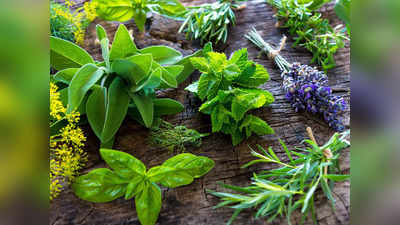 weight loss herbs: రోజూ ఈ ఆకులు తింటే.. కొవ్వు ఐస్‌లా కరుగుతుంది..!