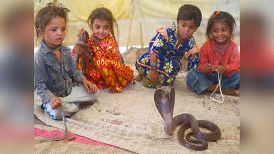 महाराष्ट्र का एक ऐसा अनोखा गांव, जहां घरों में पलते हैं सांप और कोबरा से खेलते हैं बच्चे