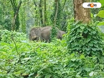 Cooch Behar: লোকালয়ে হাতির তাণ্ডবে আতঙ্কিত কোচবিহারবাসী