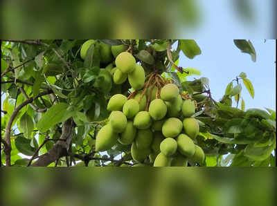 ಒಂದೇ ಗೊಂಚಲಲ್ಲಿ 60 ಮಾವಿನ ಕಾಯಿ! ಅಚ್ಚರಿಗೆ ಕಾರಣವಾದ ಮಾವಿನಮರ!