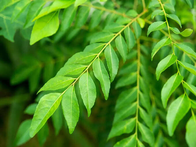 Curry Leaves Benefits