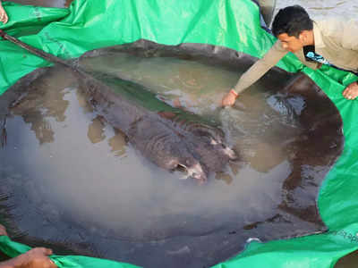 कंबोडिया में मिली दुनिया की सबसे बड़ी साफ पानी की मछली, किसी राक्षस से कम नहीं है आकार