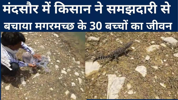 Mandsaur News : किसान की समझदारी से 30 मगरमच्छ के बच्चों को मिला जीवनदान, कलेक्‍टर ने माना आभार