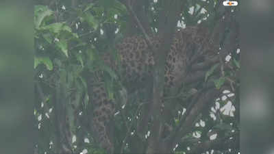 Alipurduar News: অবশেষে মগডাল থেকে চিতাবাঘকে নামালেন বনকর্মীরা, দেখুন ভিডিয়ো