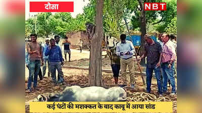 Dausa Top-2 : सांड के हमले से किसान की मौत, जयपुर से आई टीम ने किया काबू