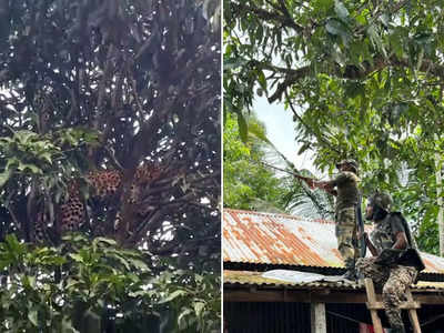 Viral Video: आम के पेड़ की चोटी पर पहुंचा तेंदुआ, 8 घंटे की मशक्कत के बाद ऐसे उतारा गया