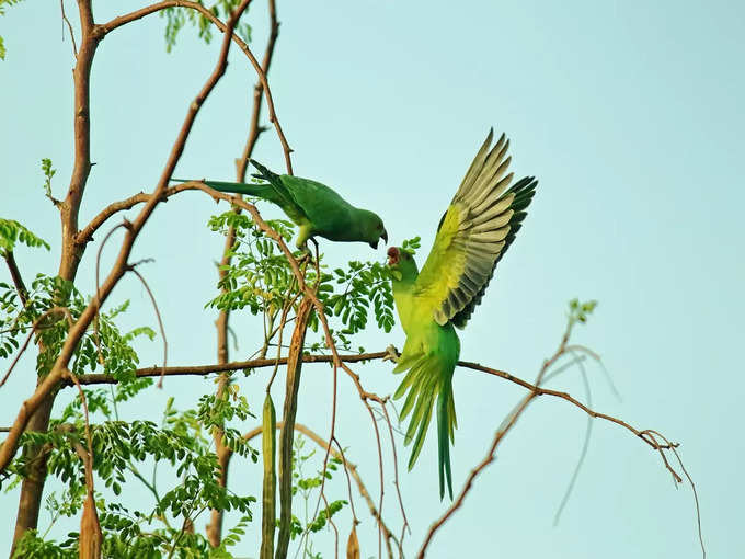 ओखला पक्षी अभ्यारण्य - Okhla Bird Sanctuary