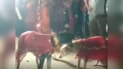 बिहार में धूमधाम से निकली डॉगी की बारात... 400 से ज्यादा लोग हुए शामिल, एक विवाह ऐसा भी