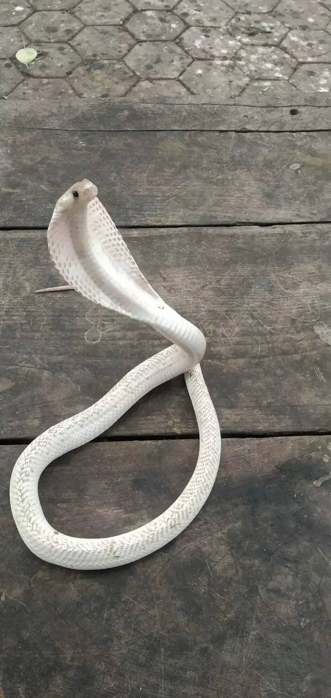 Kovai Cobra