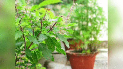 Tulsi Plant Vastu Shastra तुलसी को कभी भी इस दिशा में न लगाएं, हो जाएंगे गरीब