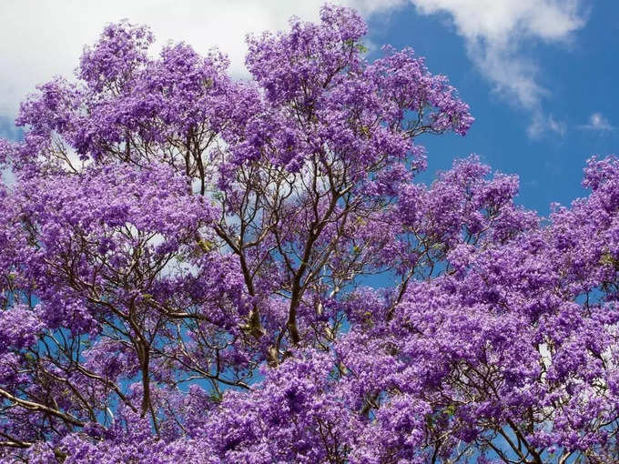 ​ಜಕರಂಡ (Jacaranda)