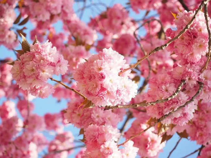 ​ಟಬೂಬಿಯಾ ರೋಸಿಯಾ (Tabebuia rosea)