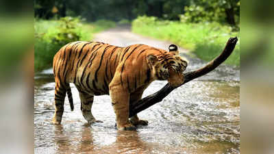 Tiger Attack: किसान की जान लेने वाला बाघ नेपाल का या भारत का... खोजने में जुटा वन विभाग