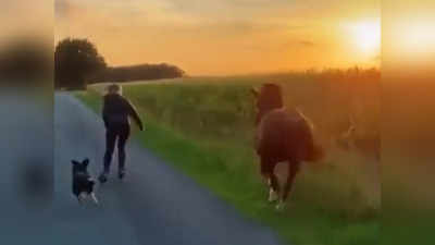 Skating With Horse: ಶ್ವಾನ, ಕುದುರೆಯೊಂದಿಗೆ ಮಹಿಳೆಯ ಸ್ಕೇಟಿಂಗ್: ಖುಷಿ ನೀಡುತ್ತದೆ ಈ ಬಾಂಧವ್ಯ