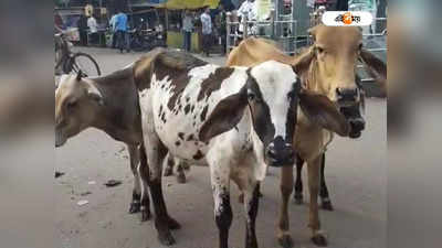 Bankura News: ব্যস্ত শহরের রাস্তায় দাপিয়ে বেড়াচ্ছে গোরু, দক্ষ হাতে সামলাচ্ছে ট্র্যাফিক পুলিশ!