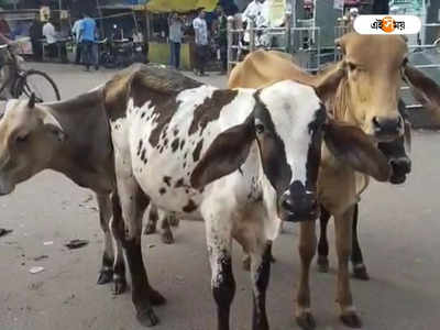 Bankura News: ব্যস্ত শহরের রাস্তায় দাপিয়ে বেড়াচ্ছে গোরু, দক্ষ হাতে সামলাচ্ছে ট্র্যাফিক পুলিশ!