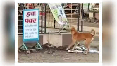 Seoni News : मंदिर पर नियम विरुद्ध तरीके से प्रत्‍याशियों ने लगाए पोस्‍टर, कुत्‍ते ने किया ये हाल, देखिए तस्‍वीर