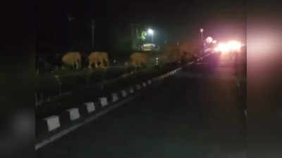 Elephant Viral Video: ಹೆದ್ದಾರಿಯಲ್ಲಿ ಸಾಗಿದ ಆನೆಗಳ ಹಿಂಡು: ಸುಗಮ ಸಂಚಾರಕ್ಕೆ ಅರಣ್ಯ ಇಲಾಖೆಯ ಅನುವು