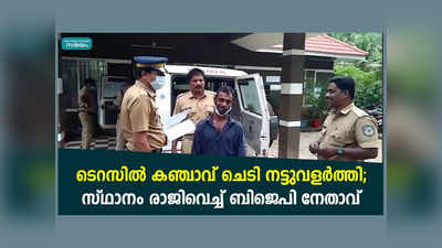 വീടിന്റെ ടെറസില്‍ കഞ്ചാവുചെടി നട്ടുവളര്‍ത്തിയ യുവാവ് പിടിയില്‍; സ്ഥാനം രാജിവച്ച് ബിജെപി നേതാവ്, വീഡിയോ കാണാം