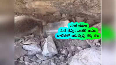 viral video: మన తప్పు.. వాటికి శాపం.. బాటిల్‌లో ఇరుక్కున్న నక్క తల