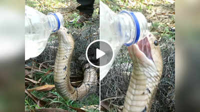 प्यासा था किंग कोबरा, बंदे ने मुंह से लगाई पानी की बोतल तो गट गट करके पी गया