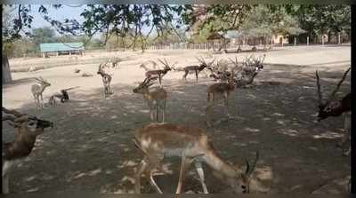 Mathura News: रमणरेती आश्रम के सभी 400 हिरणों का होगा पुनर्वास, तेज हुई तैयारियां