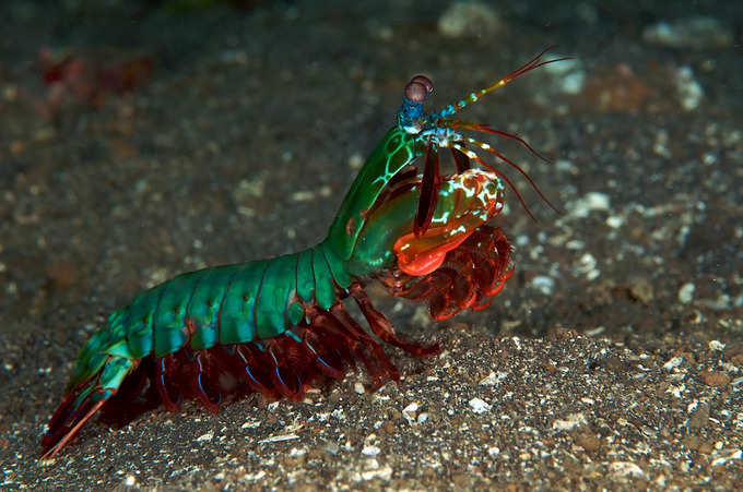 మాంటిస్ సముద్ర రొయ్య (Mantis Shrimp). ఆపద వచ్చినప్పుడు ఇవి కాలితో పంచ్ ఇస్తాయి. ఆ పంచ్ వేగం... బుల్లెట్ వేగంతో సమానంగా ఉంటుంది