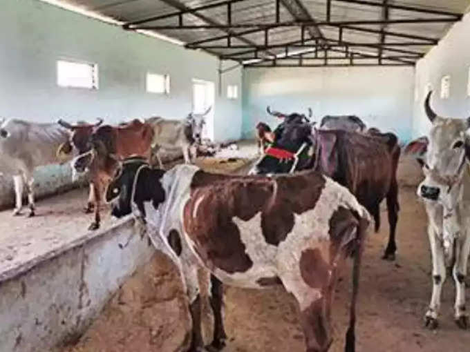 ಹಸುವಿನ ಕೊಟ್ಟಿಗೆ