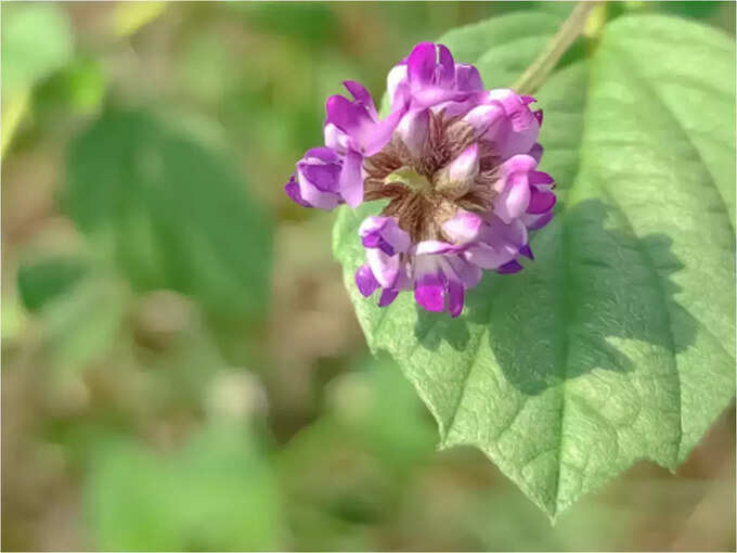 ​बाकुची है विटिलिगो की दवा