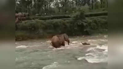 Mother Elephant Video: ಕೊಚ್ಚಿ ಹೋಗುತ್ತಿದ್ದ ಕಂದನನ್ನು ಓಡಿ ಹೋಗಿ ರಕ್ಷಿಸಿದ ತಾಯಿ ಆನೆ: ಮಮತೆಯ ಅದ್ಭುತ ದೃಶ್ಯವಿದು