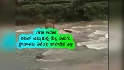 viral video: నదిలో చిక్కుకున్న పిల్ల ఏనుగు.. ప్రాణాలకు తెగించి కాపాడిన తల్లి