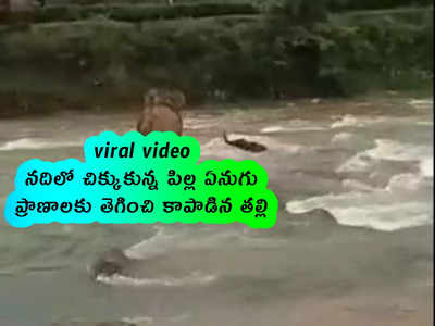 viral video: నదిలో చిక్కుకున్న పిల్ల ఏనుగు.. ప్రాణాలకు తెగించి కాపాడిన తల్లి