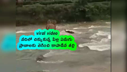 viral video: నదిలో చిక్కుకున్న పిల్ల ఏనుగు.. ప్రాణాలకు తెగించి కాపాడిన తల్లి