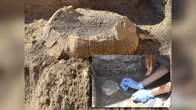 अंडा देते हुए गंवाई थी जान, प्राचीन शहर में पुरातत्विदों ने खोजे 2000 साल पुराने गर्भवती कछुए के अवशेष