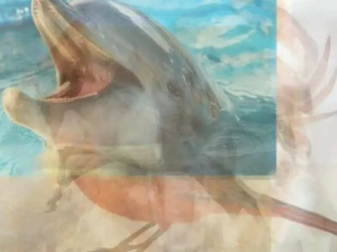 find animal in this optical illusion dolphin pics