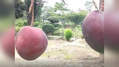 Muzaffarpur Mango News : इस आम के आगे सेब भी फेल... 4 हजार रुपये है भाव, शुगर के मरीज भी ले सकते हैं इसका मजा