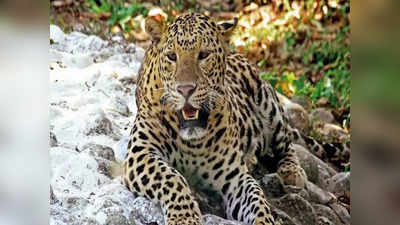 Leopard Menace: ಮಂಡ್ಯದಲ್ಲಿ ಚಿರತೆ ಉಪಟಳಕ್ಕೆ ಗ್ರಾಮಸ್ಥರು ತತ್ತರ: ಜನ, ಜಾನುವಾರು ಬಲಿ