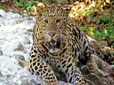 Leopard Menace: ಮಂಡ್ಯದಲ್ಲಿ ಚಿರತೆ ಉಪಟಳಕ್ಕೆ ಗ್ರಾಮಸ್ಥರು ತತ್ತರ: ಜನ, ಜಾನುವಾರು ಬಲಿ