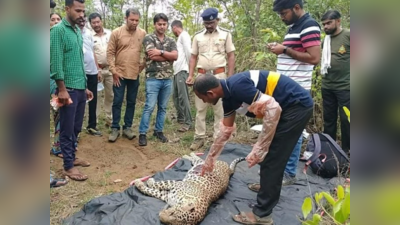 वाघ आणि बिबटयाच्या झुंजीत बिबट्या ठार; गडचिरोली जवळील घटना